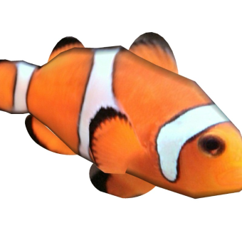 精品动物模型 (39)小丑鱼